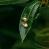 Mango Charm Studs